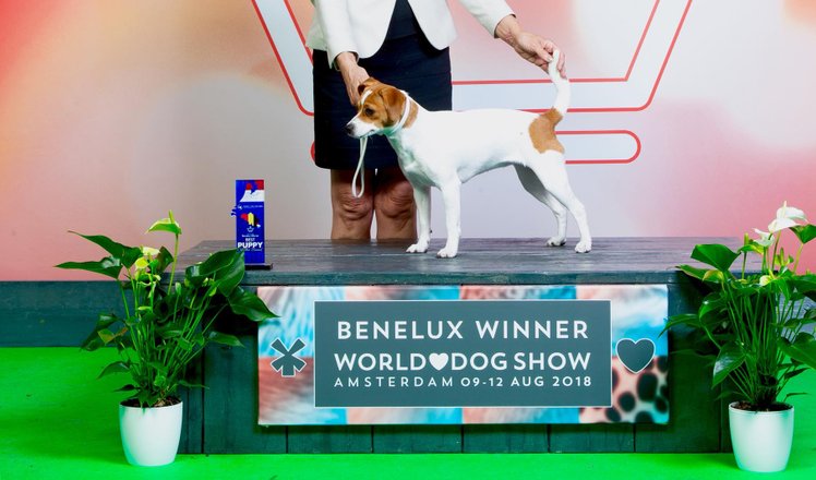 Best Puppy Of Breed Benelux Winner 2018 Stolta Ebbas Jarla Jofrid Of Sweden