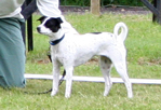Amelia