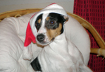 Asta Julhund