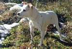 Wennhof's Boss