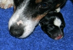 Lady och Bella