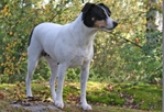 Stolta Ebba