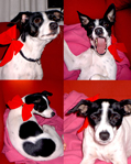 Amelia Julhund